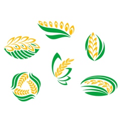 Symbols of cereal plants vector image