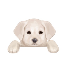 Puppy vector image
