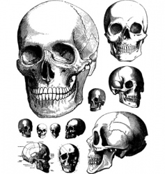 Skull set vector image