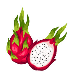 Dragon fruit isolated on white background vector image