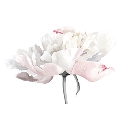 Peony flower vector image