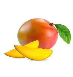 Mango vector image