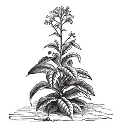Tobacco plant vintage engraving vector image