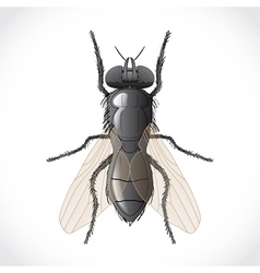 Fly Royalty Free Vector Image - VectorStock