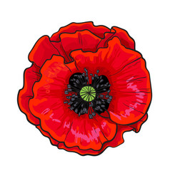 Open chamomile blossom top view sketch style vector image