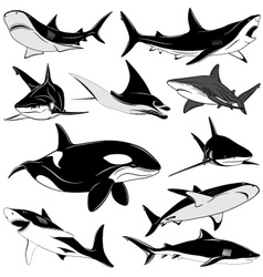 Set of various sharks tattoo vector image