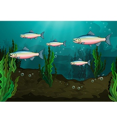 A school of fish vector image