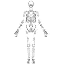 Human Skeleton vector image