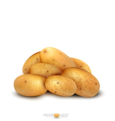 Potato tubers vector image