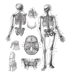 Human skeleton vintage engraving vector image