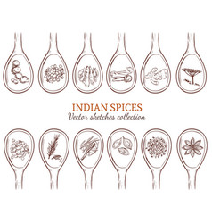 Sketch organic indian spices set vector image