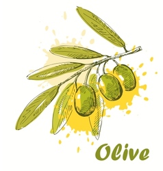 Olive vector image