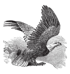 Bald Eagle vintage engraving vector image