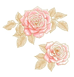 Pink roses vector image