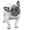 French Bulldog vector image