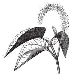 Lizards tail vintage engraving vector image