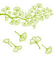 Ginkgo branch with leaves vector image