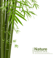 Bamboo vector image