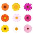 Colourful daisies vector image