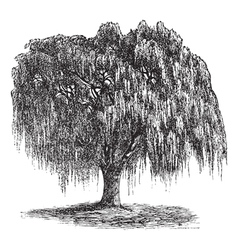 Babylon Willow vintage engraving vector image