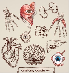 Human anatomy vector image
