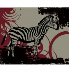 Zebra vector image