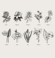 Hand drawn exotic plants set vector image