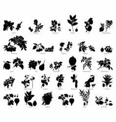 Fruits and berries vector image