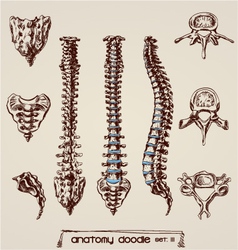 Human anatomy vector image