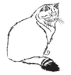 Cat contour vector image