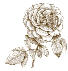 Engraving rose vector image