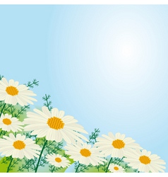 Chamomile flowers against the sky vector image