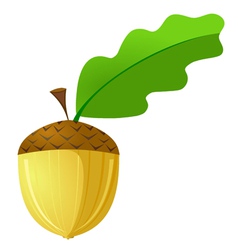 Acorn is not a white background vector image