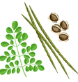 Moringa oleifera plant vector image