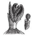 Vintage Skunk cabbage Sketch vector image