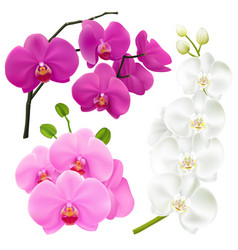 Orchid flowers realistic colorful set Orchid flowers realistic colorful set vector image