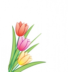 Tulip flowers vector image