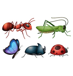 Various insects and bugs vector image