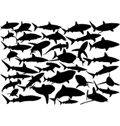 Shark silhouettes vector image