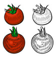 Set of tomatoes isolated on white background vector image