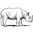 Rhino vector image