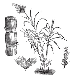 Sugar Cane vintage engraving vector image