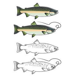 Chum salmon fish vector image
