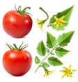 Red ripe tomatoes vector image