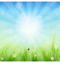 Spring green background Grass and sun vector image