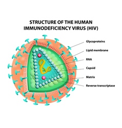Close up diagram for hiv virus Royalty Free Vector Image