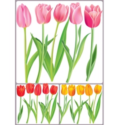 Beautiful tulips in different color vector image