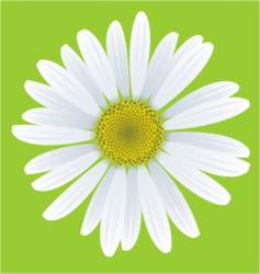 Daisy vector image