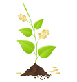 Money tree vector image