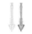 Drawing spine vector image